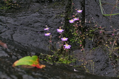 Utricularia striatula